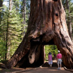 Shown before it fell last winter, the famous giant sequoia in Calaveras Big Trees State Park was called the Pioneer Cabin Tree after private owners cut it to make it resemble a cabin. Photo by B Christopher, Alamy Stock Photo