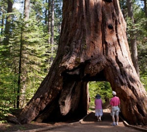 Shown before it fell last winter, the famous giant sequoia in Calaveras Big Trees State Park was called the Pioneer Cabin Tree after private owners cut it to make it resemble a cabin. Photo by B Christopher, Alamy Stock Photo