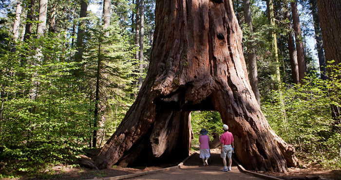 Shown before it fell, the famous giant sequoia in Calaveras Big Trees State Park was called the Pioneer Cabin Tree after private owners cut it to make it resemble a cabin. Photo by B Christopher, Alamy Stock Photo