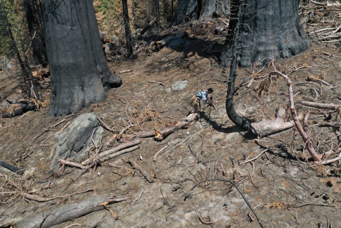 giant sequoia planting at Alder Creek