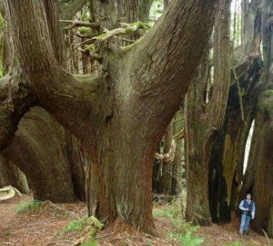 Candelabra redwoods demonstrate a unique way of adapting to challenging environments.