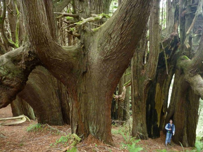 Candelabra redwoods demonstrate a unique way of adapting to challenging environments.