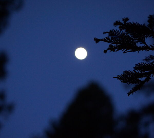 Loving giant sequoias to the moon and back