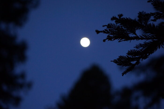 moon behind redwood boughs