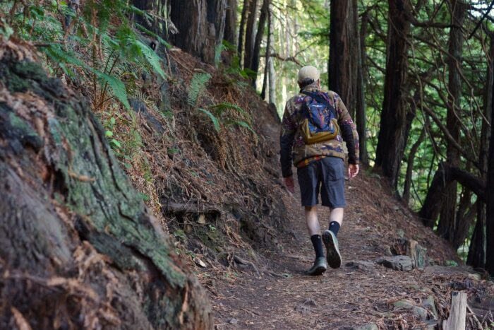 A hiker climbs through a redwood forest.