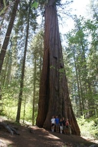 My family, dwarfed by a giant sequoia.