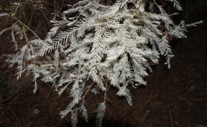 Albino redwood in Henry Cowell Redwood State Park. Photo by Tom Stapleton.