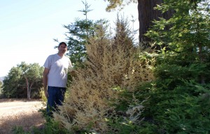 Tom Stapleton standing next to the remotest albino redwood found. Located in the Southern Sierra, this tree grows in one of the hottest and driest environments known. Photo by Tom Stapleton.