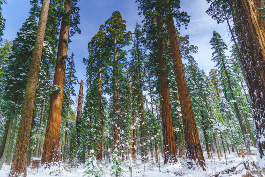 snow in the redwoods