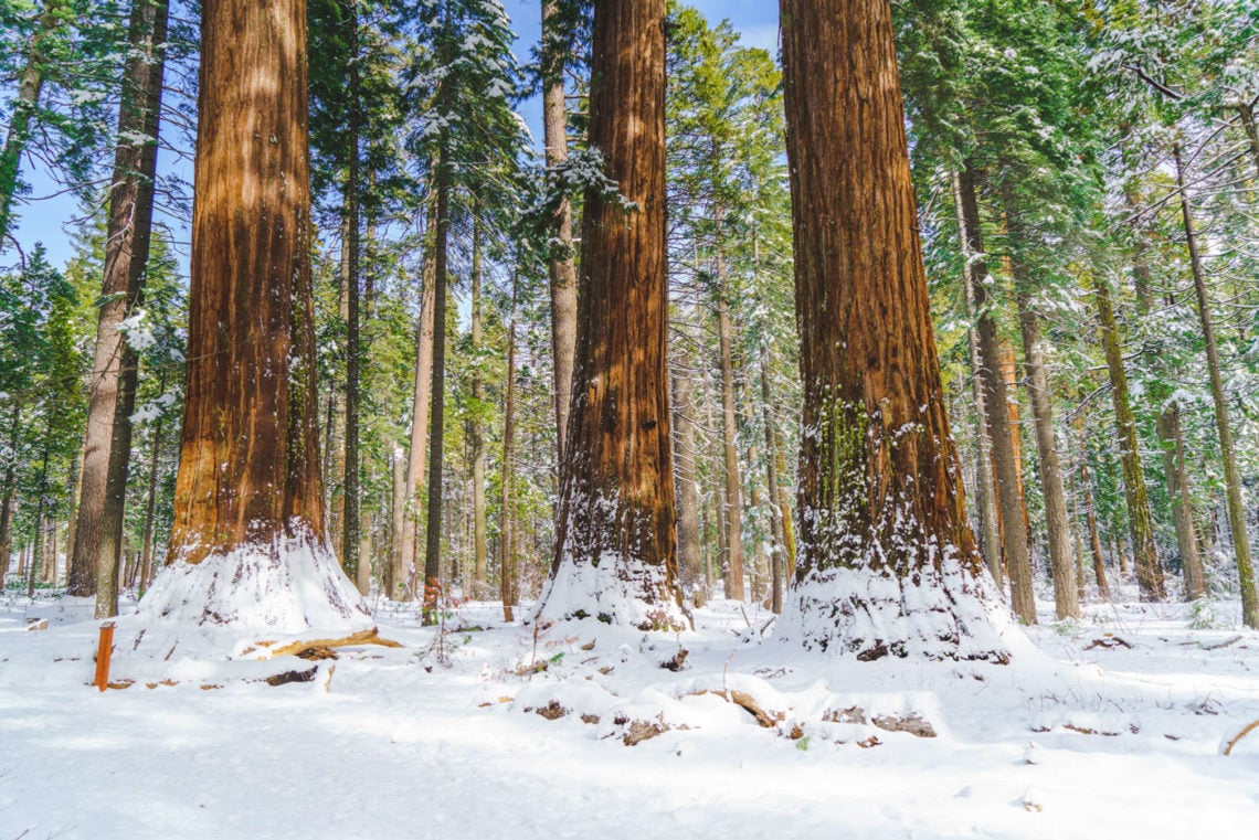 Three snow-covered giant sequoias on a sunny winter day.