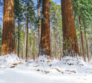 Three snow-covered giant sequoias on a sunny winter day.