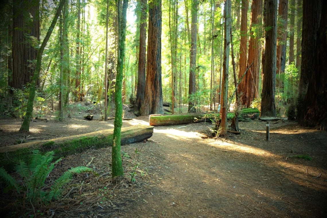 A dirt path leads past a dense forest of giant coast redwoods. Fallen trees are in the midground
