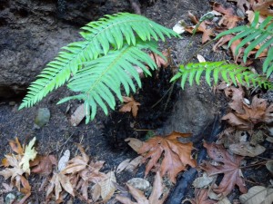 A sword fern returns to normal with a new flush of fronds after the fire.