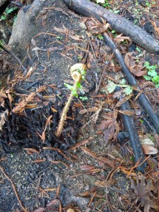 A fiddlehead emerges after fire.