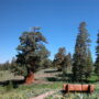 Bennett Juniper, the largest known juniper tree in the world, is estimated to be more than 3,000 years old. Photo courtesy of Save the Redwoods League.