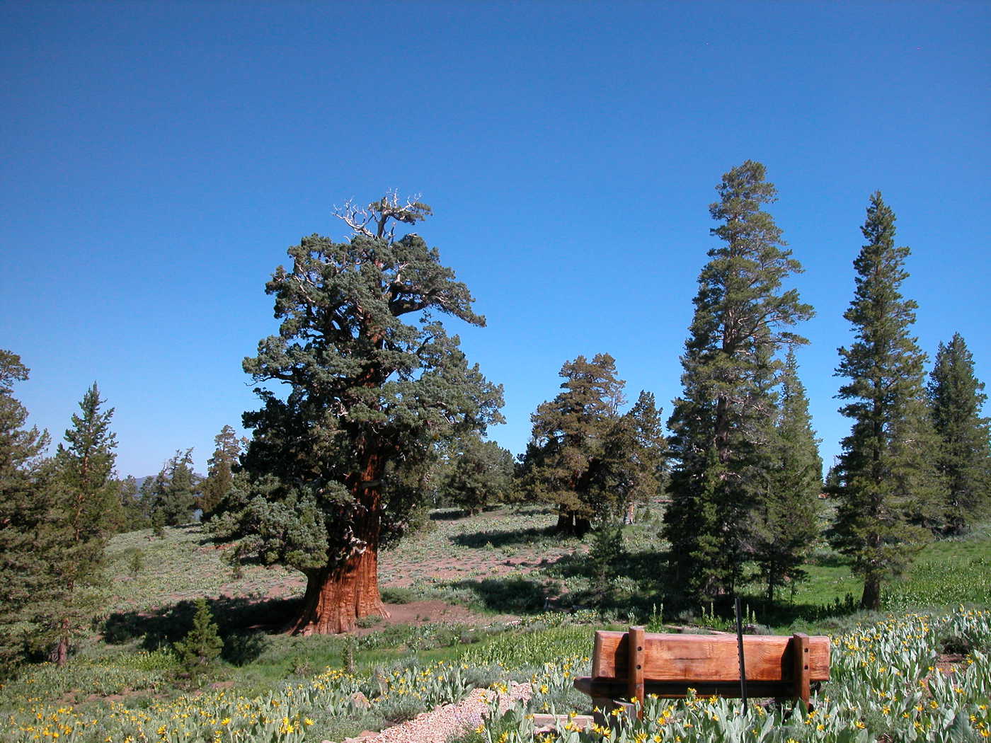 Bennett Juniper and bench