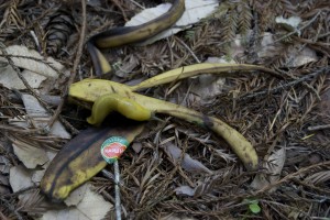 A banana slug doesn't get the joke as it checks out this banana peel at Big Basin State Park.