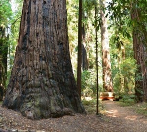 Home of two breathtaking ancient redwood forests, Hendy Woods State Park will mark the grand reopening of its day-use Area on June 28, 2015.