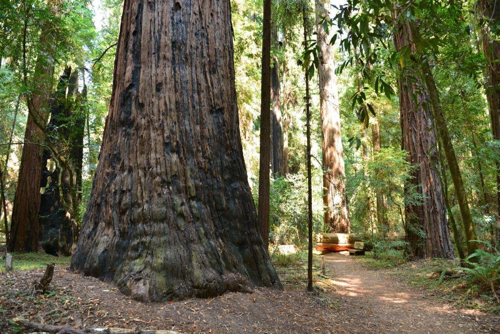 Home of two breathtaking ancient redwood forests, Hendy Woods State Park will mark the grand reopening of its day-use Area on June 28, 2015.