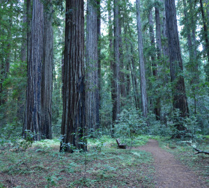 The ancient redwoods of Hendy Woods are beckoning! Photo by Mike Shoys