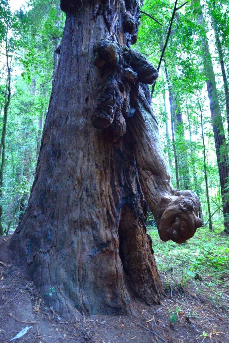 A redwood with rounded and elongated outgrowths on the trunk