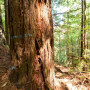 Many redwoods were tagged for harvesting. Photo by Mike Shoys