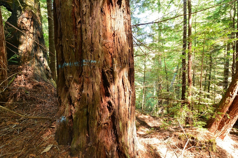 Many redwoods are tagged for harvesting. Photo by Mike Shoys