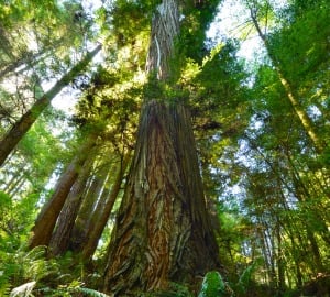 Big River-Mendocino Old-Growth Redwoods. Photo by Mike Shoys