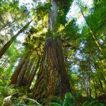 Ancient giants in canyons survived logging booms. Photo by Mike Shoys