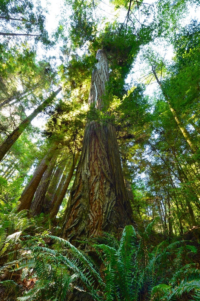 Ancient giants in canyons survived logging booms. Photo by Mike Shoys