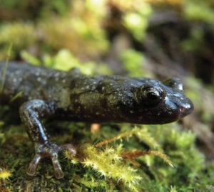The front half of a dark salamander is shown against a bright green background.