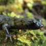 Wandering salamander. Photo by Dan Portik