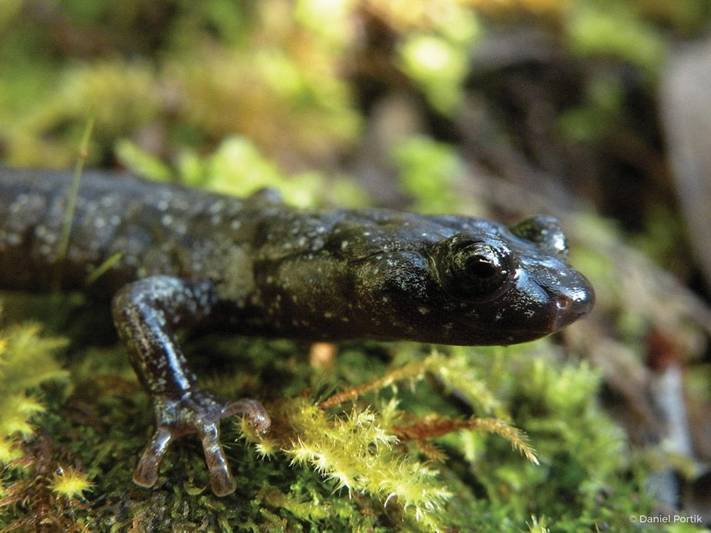 The front half of a dark salamander is shown against a bright green background.