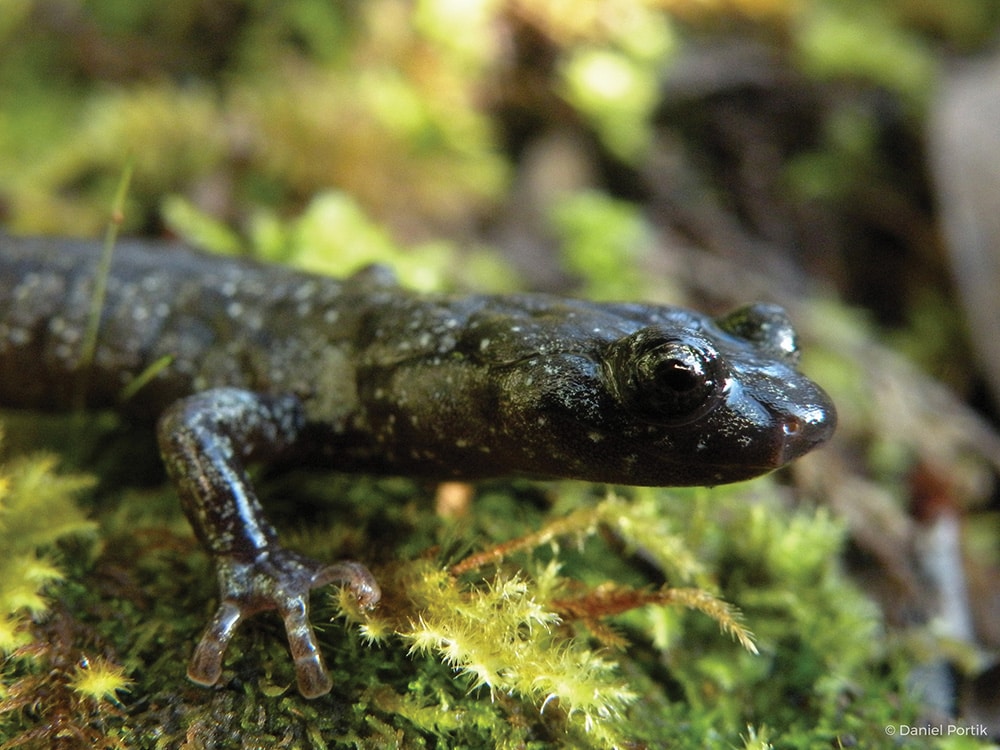 The front half of a dark salamander is shown against a bright green background.