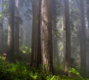 Coast redwood photograph by Daniel R. Hadley.