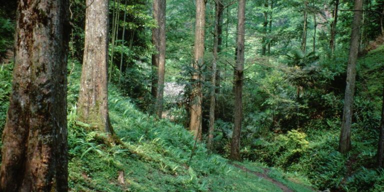 Dawn redwoods, once thought to be extinct, are native to China. Photo by Zhang Anghe