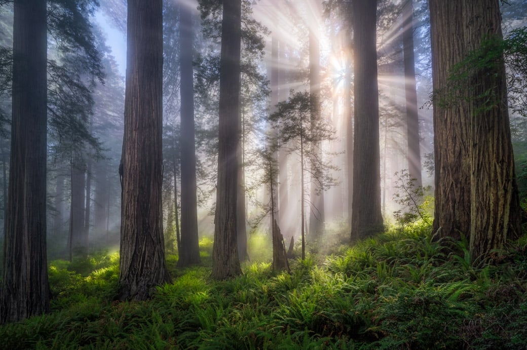 beams of light shining through a foggy redwood forest
