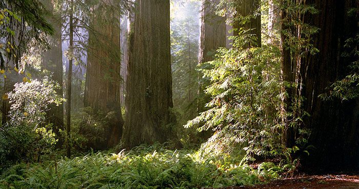 Dedicate a grove in honor of your loved ones. Photo by Howard King