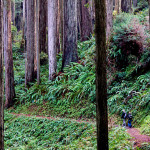 Prairie Creek Redwoods State Park.
