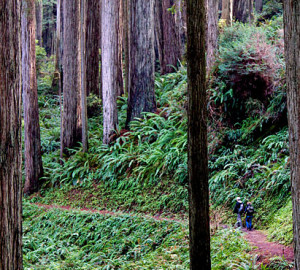 Prairie Creek Redwoods State Park.