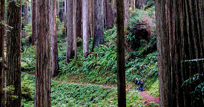 Prairie Creek Redwoods State Park.