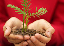 Plant a Seedling or Make an Honor or Memorial Gift. Photo by Julie Martin