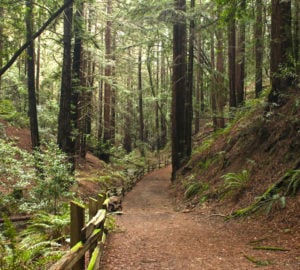 Redwood forest trail
