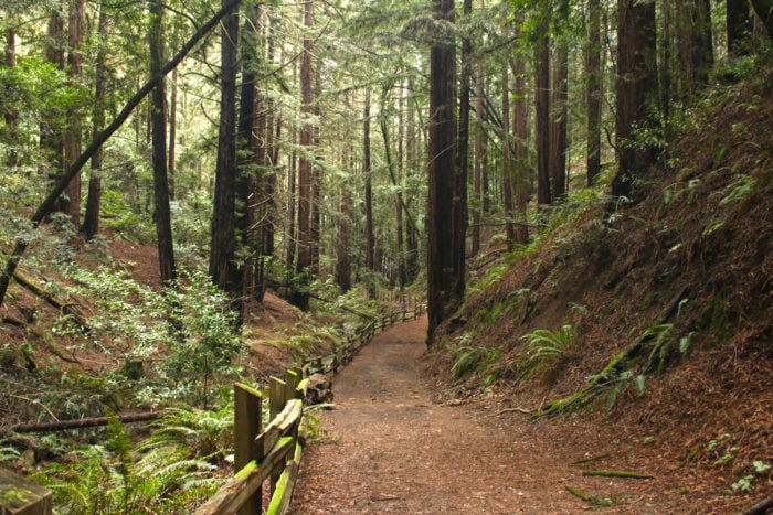 Redwood forest trail