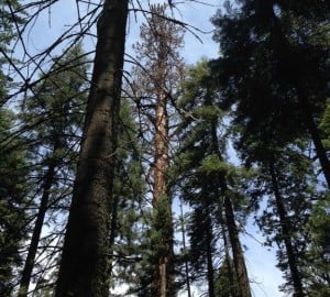 At Giant Forest, this middle-aged giant sequoia has lost most of its leaves at this point in the drought.