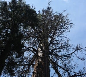 A close up photograph of a dangerously sparse giant sequoia crown at Giant Forest. I'm crossing my fingers it pulls through.