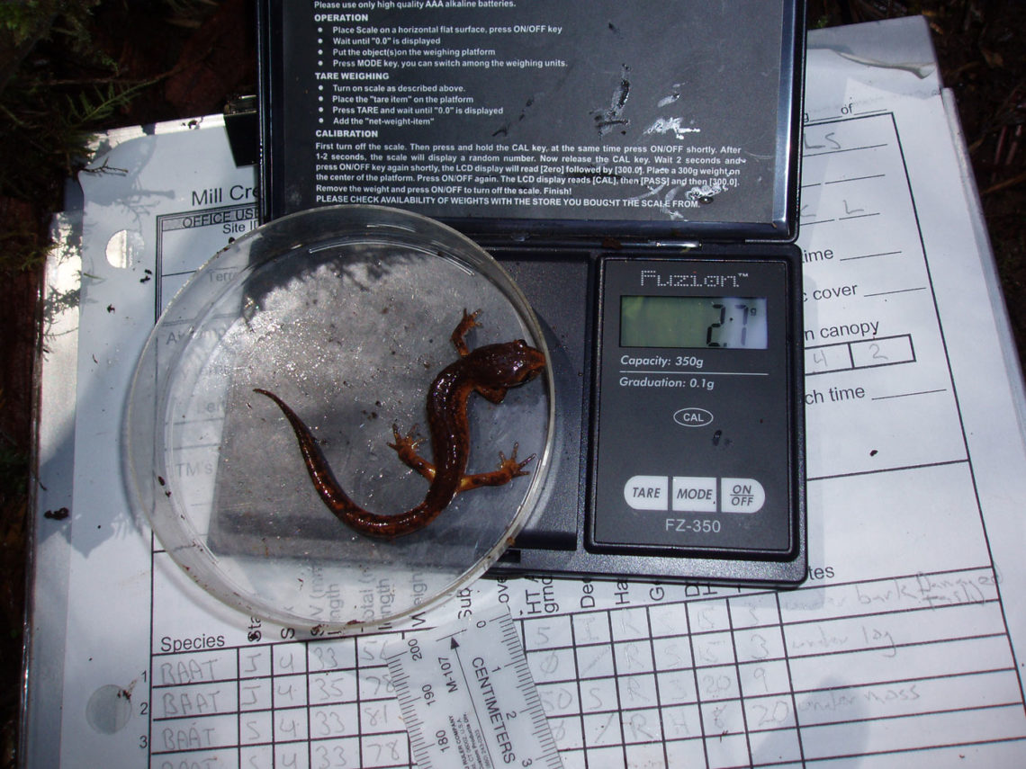 An ensatina on top of a scale