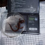 An ensatina on top of a scale