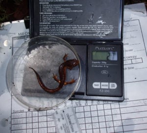 An ensatina on top of a scale