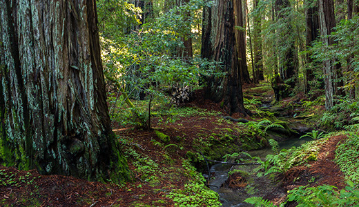 Montgomery Woods State Park. Photo by Max Forster